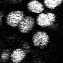 Input image (cells)